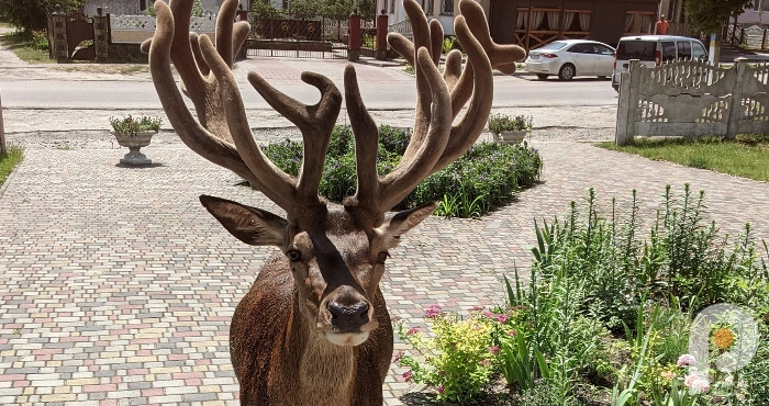 700x371-64f086fc93c9d.webp